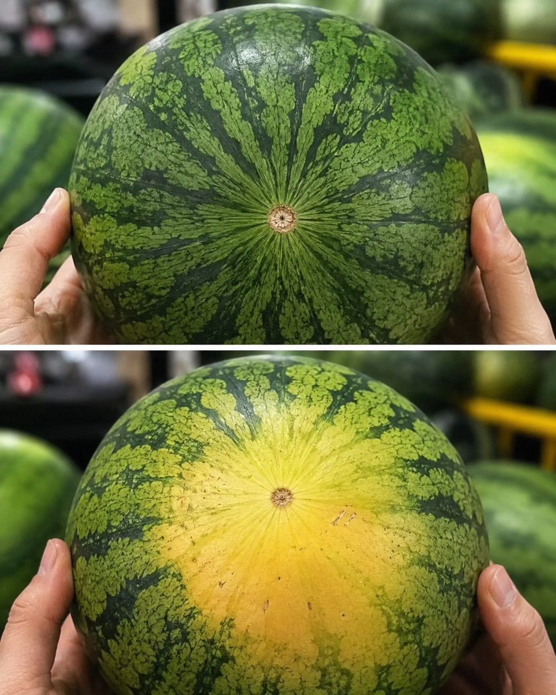 🍉 Cómo Identificar una Sandía Madura de un Solo Vistazo