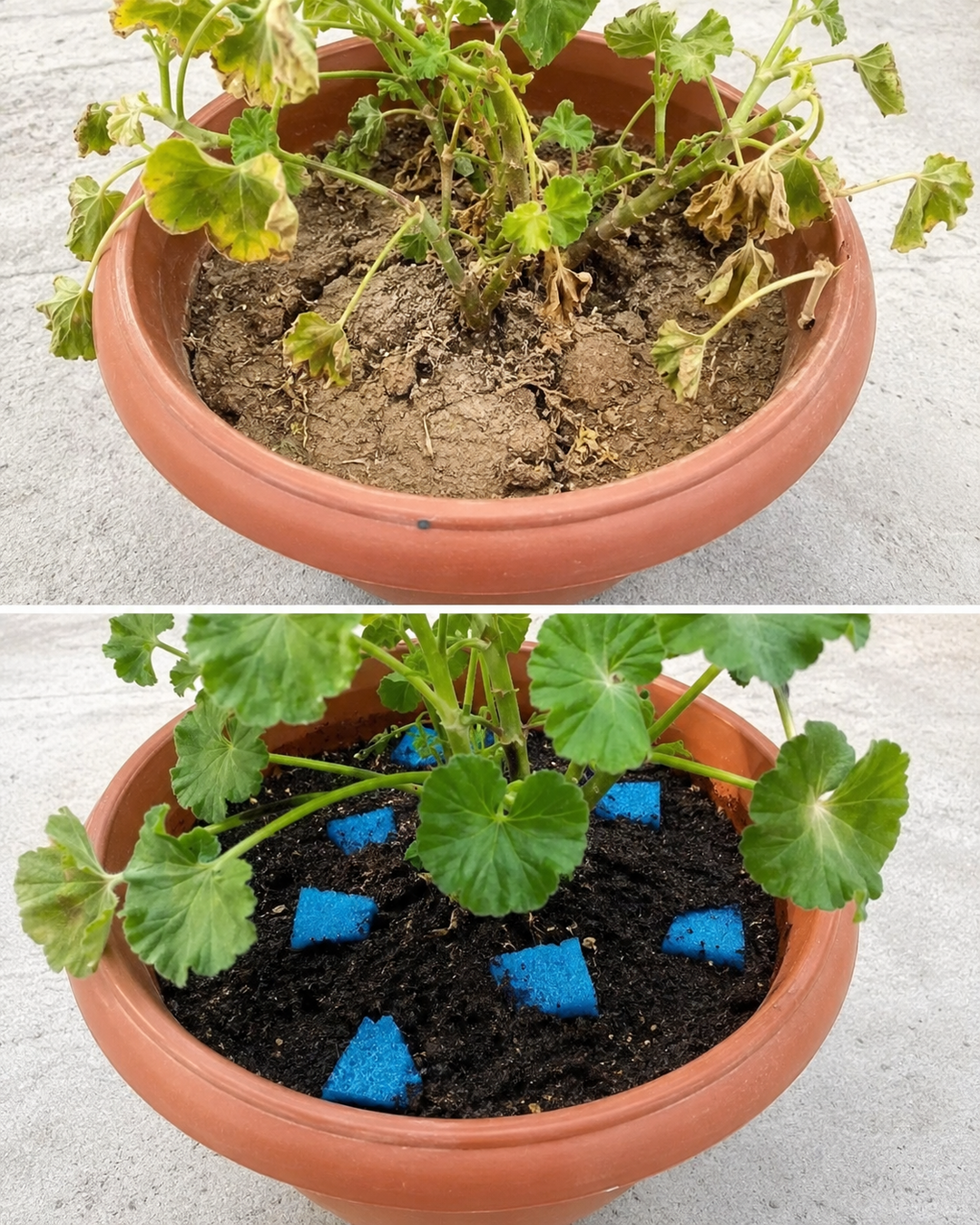 🪴 El sorprendente truco para mantener tus plantas hidratadas durante más tiempo