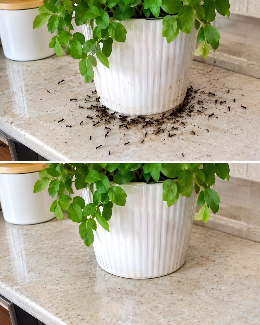 El método natural que mantiene las hormigas lejos de tus plantas